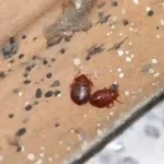 5 Lies Most Bed Bug Exterminators Tell You
