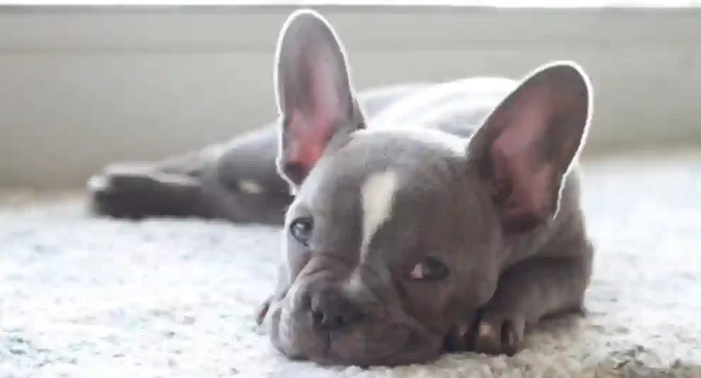 perfect Frenchton puppy
