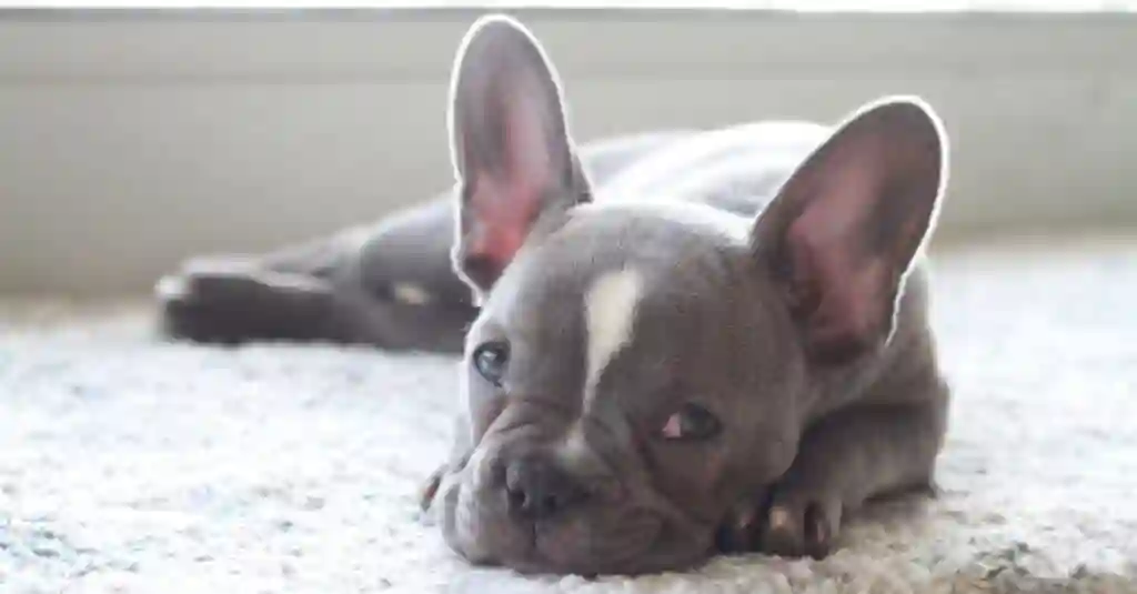 perfect Frenchton puppy